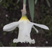 flower daffodil 0001